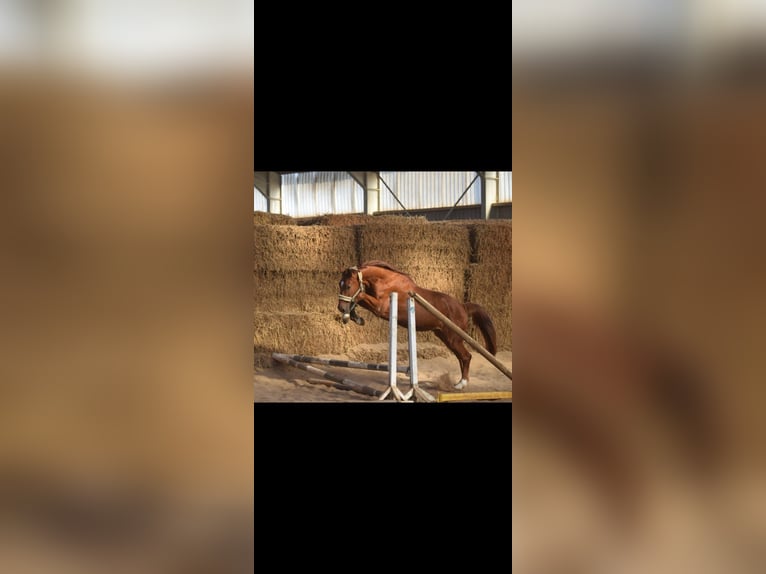 Westphalian Gelding 4 years 16,1 hh Chestnut-Red in Overath