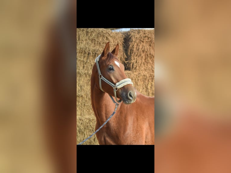 Westphalian Gelding 4 years 16,1 hh Chestnut-Red in Overath