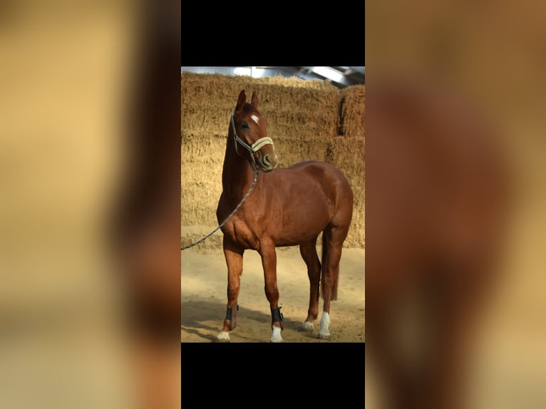 Westphalian Gelding 4 years 16,1 hh Chestnut-Red in Overath