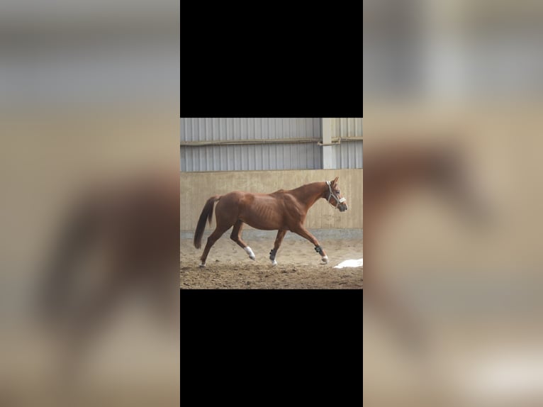 Westphalian Gelding 4 years 16,1 hh Chestnut-Red in Overath