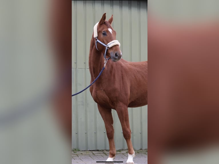 Westphalian Gelding 4 years 16,1 hh Chestnut-Red in Overath