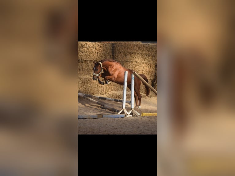 Westphalian Gelding 4 years 16,1 hh Chestnut-Red in Overath