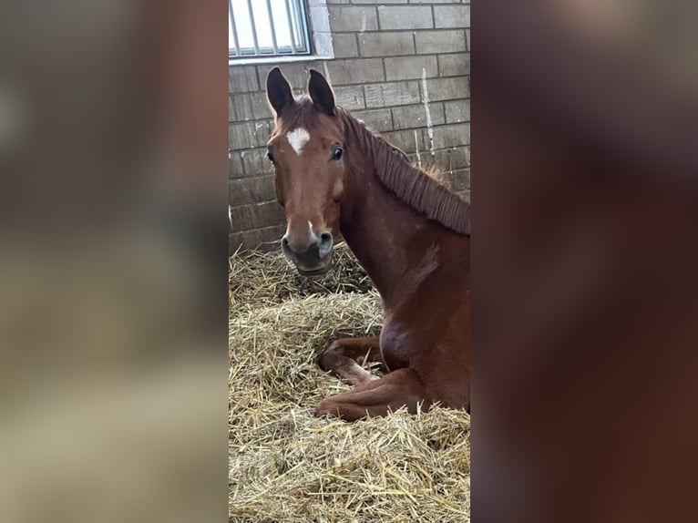 Westphalian Gelding 4 years 16,1 hh Chestnut-Red in Overath