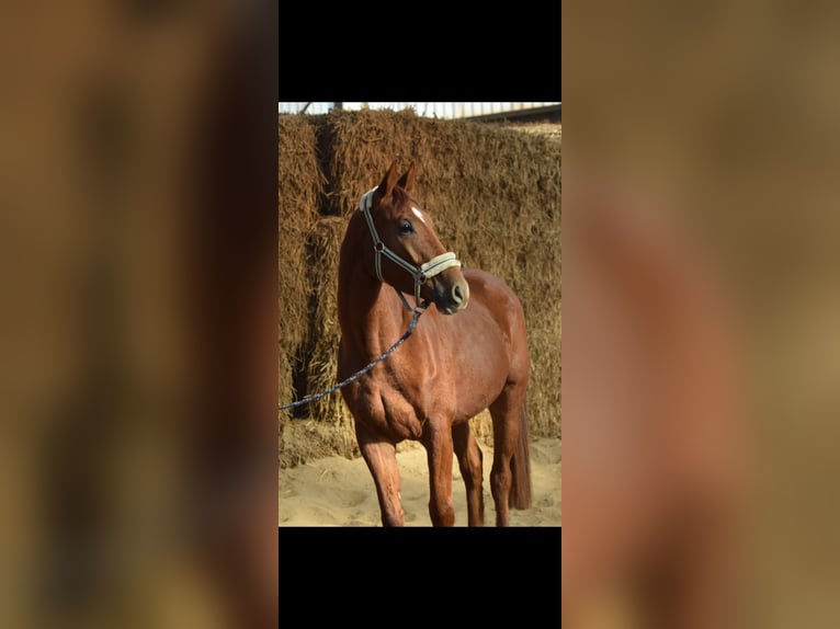 Westphalian Gelding 4 years 16,1 hh Chestnut-Red in Overath