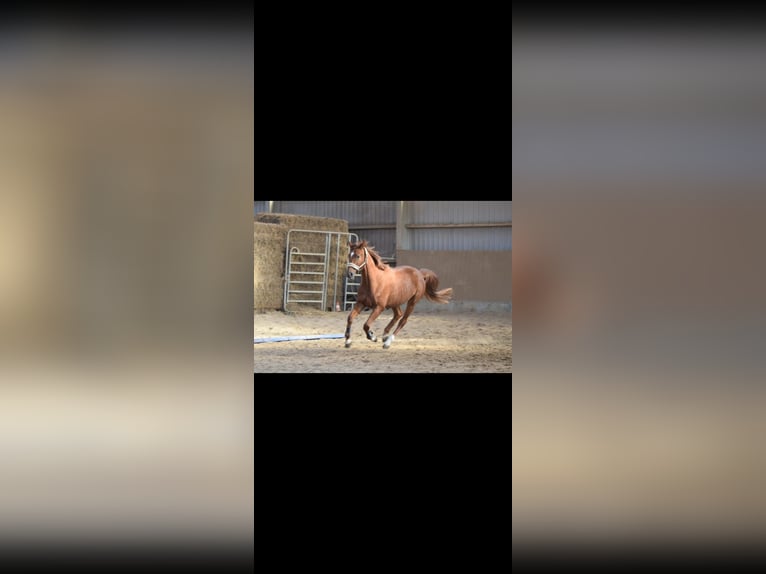 Westphalian Gelding 4 years 16,1 hh Chestnut-Red in Overath