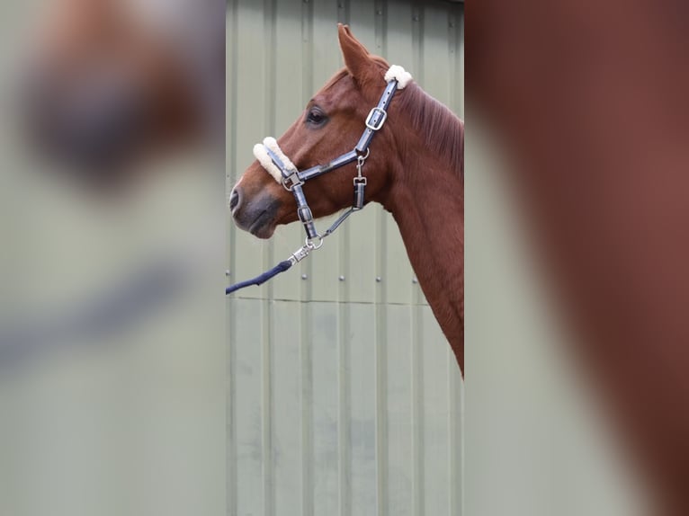 Westphalian Gelding 4 years 16,1 hh Chestnut-Red in Overath