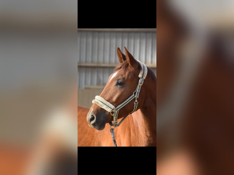 Westphalian Gelding 4 years 16,1 hh Chestnut-Red in Overath