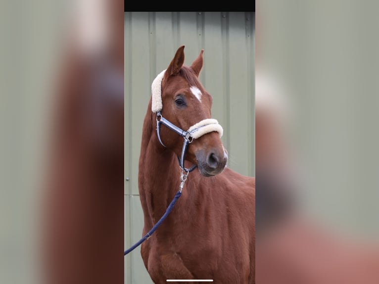 Westphalian Gelding 4 years 16,1 hh Chestnut-Red in Overath