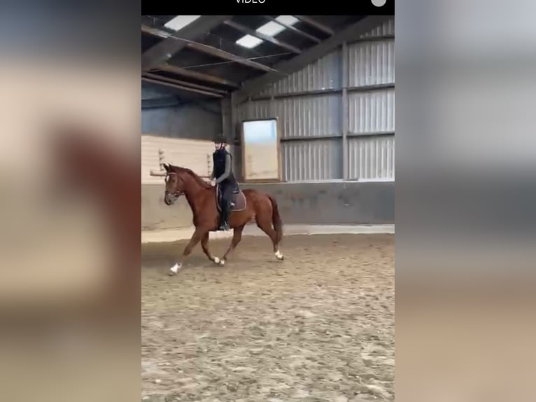 Westphalian Gelding 4 years 16,1 hh Chestnut-Red in Overath