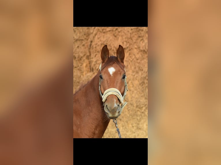 Westphalian Gelding 4 years 16,1 hh Chestnut-Red in Overath