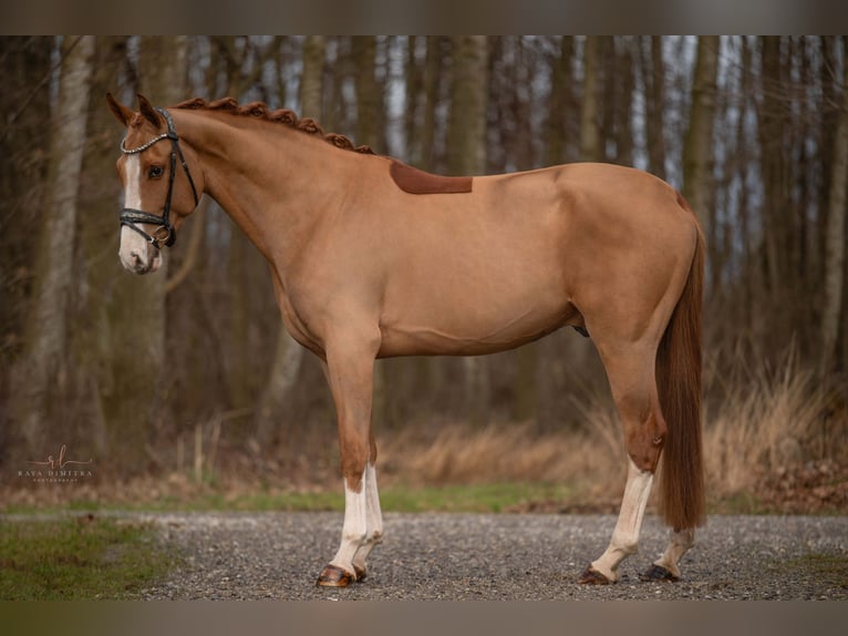 Westphalian Gelding 4 years 16,1 hh in Wehringen