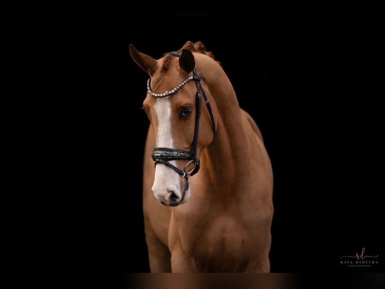 Westphalian Gelding 4 years 16,1 hh in Wehringen