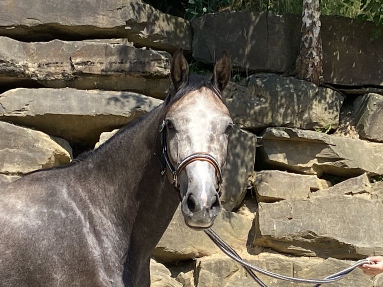 Westphalian Gelding 4 years 16,1 hh Gray in Bad Honnef