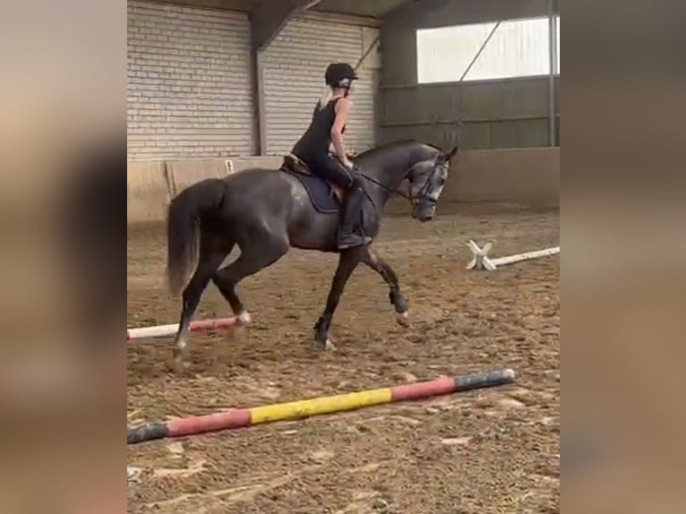 Westphalian Gelding 4 years 16,1 hh Gray in Bad Honnef