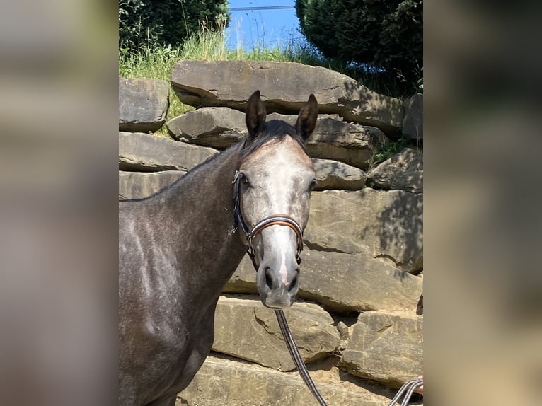 Westphalian Gelding 4 years 16,1 hh Gray in Bad Honnef