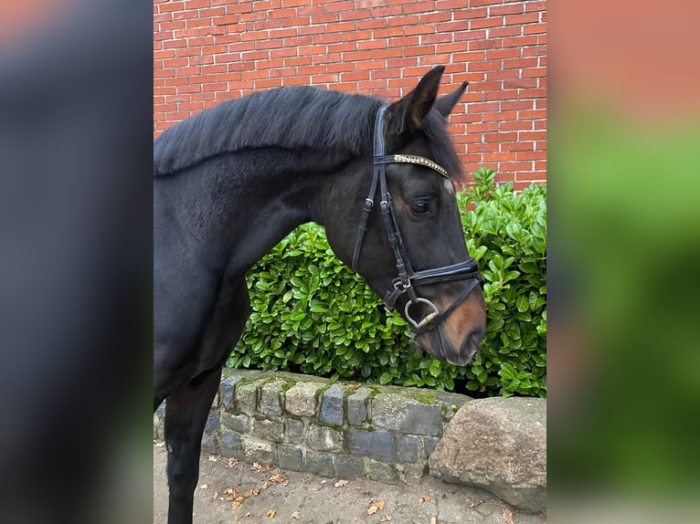 Westphalian Gelding 4 years 16,1 hh Smoky-Black in Minden