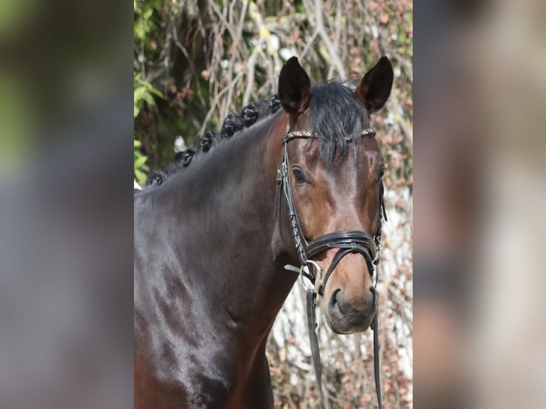 Westphalian Gelding 4 years 16,2 hh Bay-Dark in Erftstadt