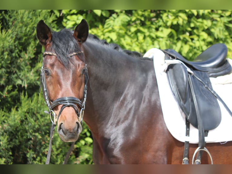 Westphalian Gelding 4 years 16,2 hh Bay-Dark in Erftstadt