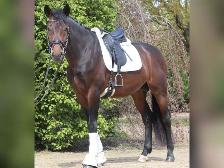 Westphalian Gelding 4 years 16,2 hh Bay-Dark in Erftstadt