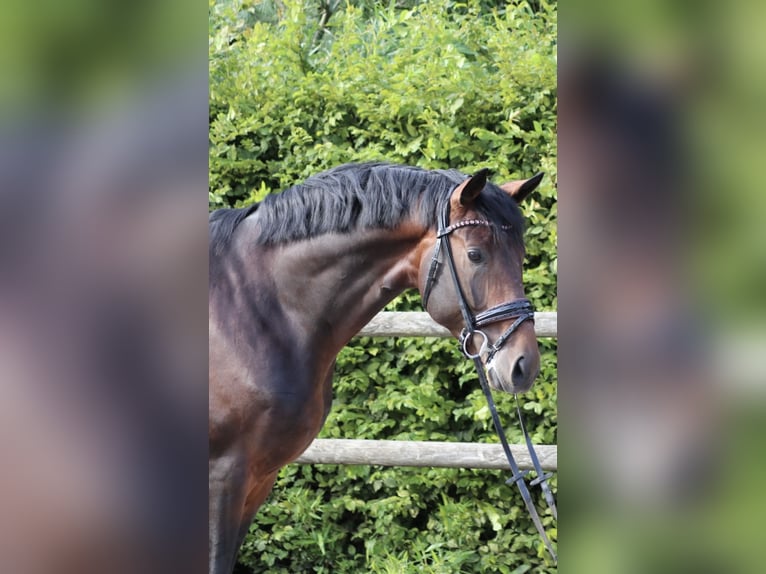 Westphalian Gelding 4 years 16,2 hh Bay-Dark in Erftstadt