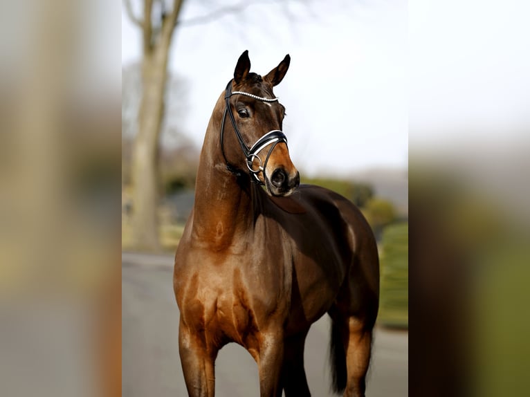 Westphalian Gelding 4 years 16.2 hh Bay-Dark in Vechta