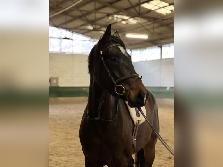 Westphalian Gelding 4 years 16,2 hh Bay-Dark in Bruchmühlbach-Miesau