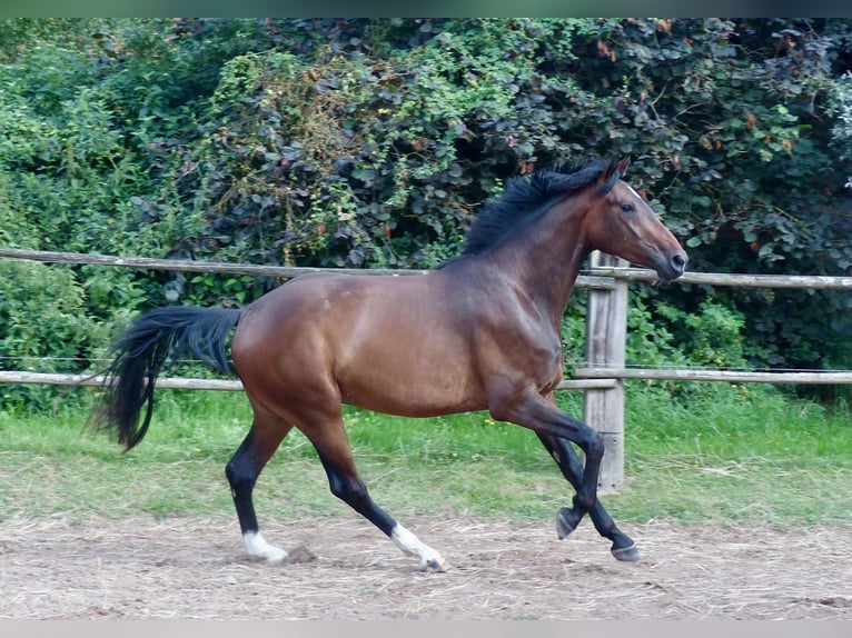 Westphalian Gelding 4 years 16,2 hh Bay-Dark in Bruchmühlbach-Miesau