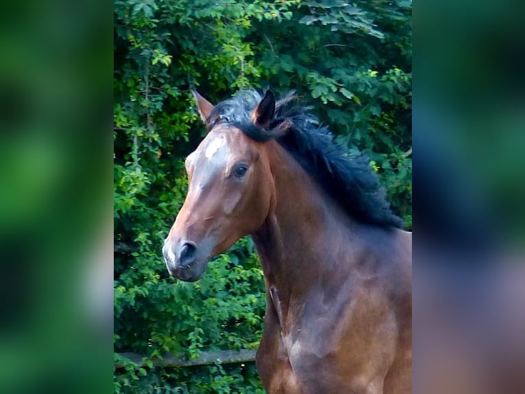 Westphalian Gelding 4 years 16,2 hh Bay-Dark in Bruchmühlbach-Miesau