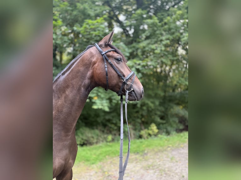 Westphalian Gelding 4 years 16.2 hh Bay-Dark in Wilhelmshaven