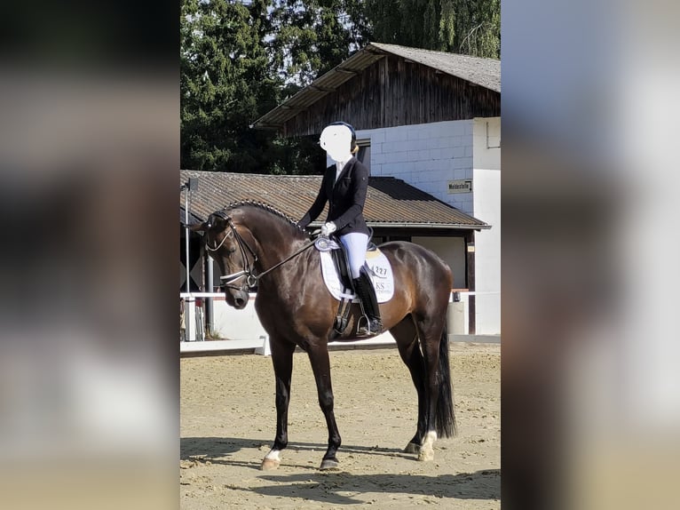 Westphalian Gelding 4 years 16.2 hh Bay-Dark in Welver