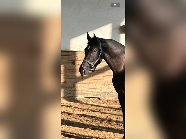 Westphalian Gelding 4 years 16,2 hh Black in Heidesheim am Rhein