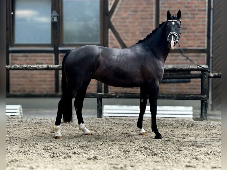 Westphalian Gelding 4 years 16,2 hh Black in Heidesheim am Rhein