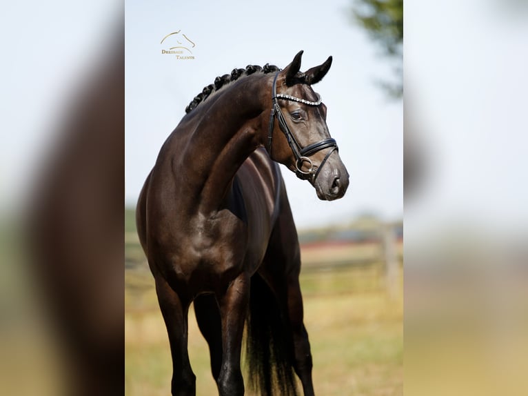 Westphalian Gelding 4 years 16.2 hh Black in Diepholz