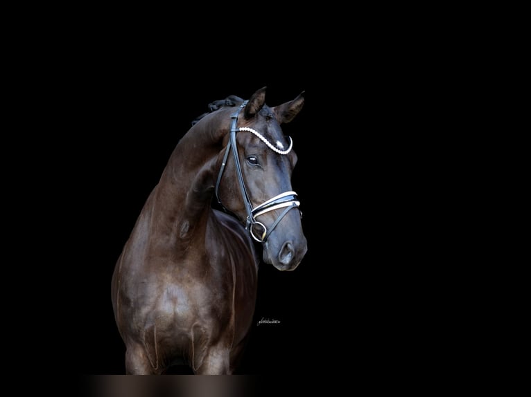 Westphalian Gelding 4 years 16.2 hh Black in Lehrberg