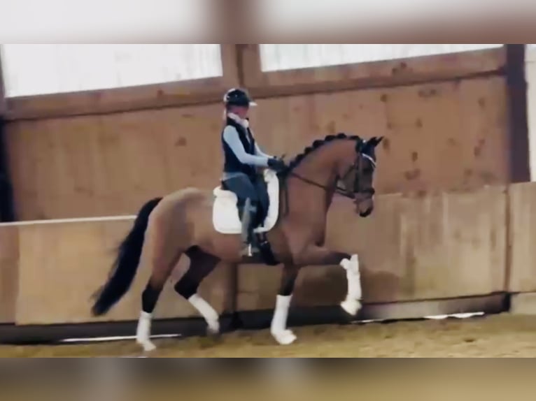 Westphalian Gelding 4 years 16,2 hh Brown in Bielefeld