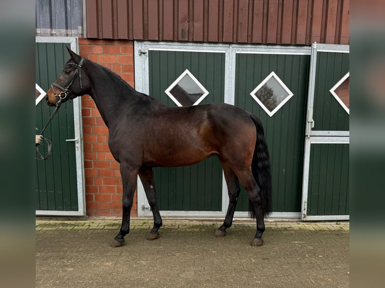 Westphalian Gelding 4 years 16,2 hh Brown in Münster