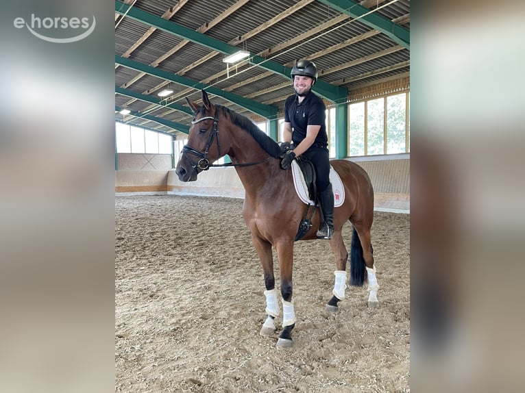 Westphalian Gelding 4 years 16.2 hh Brown in Ibbenbüren