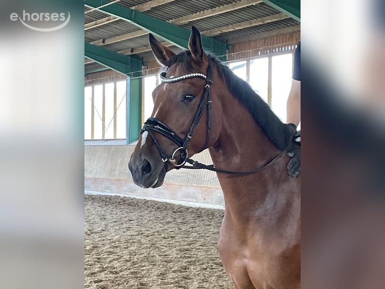 Westphalian Gelding 4 years 16.2 hh Brown in Ibbenbüren