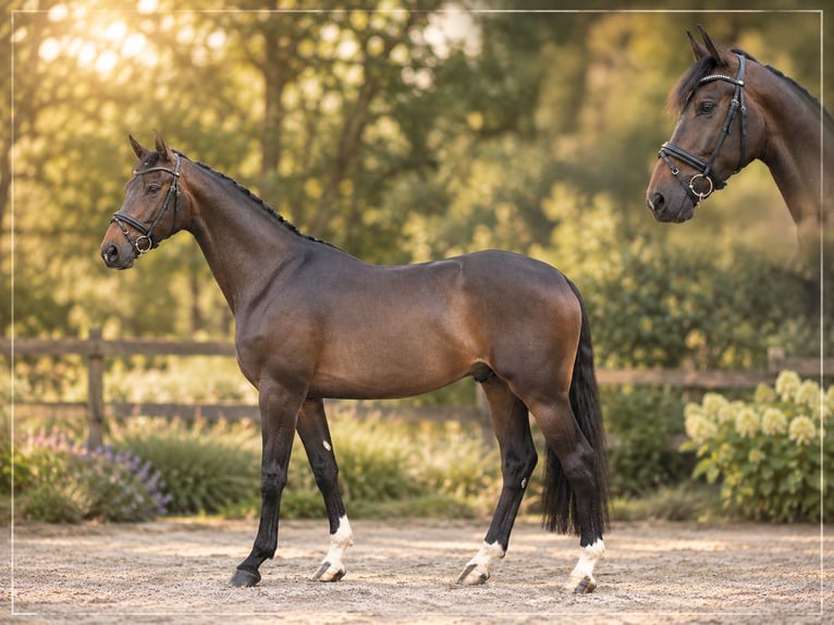 Westphalian Gelding 4 years 16.2 hh Brown in Warendorf