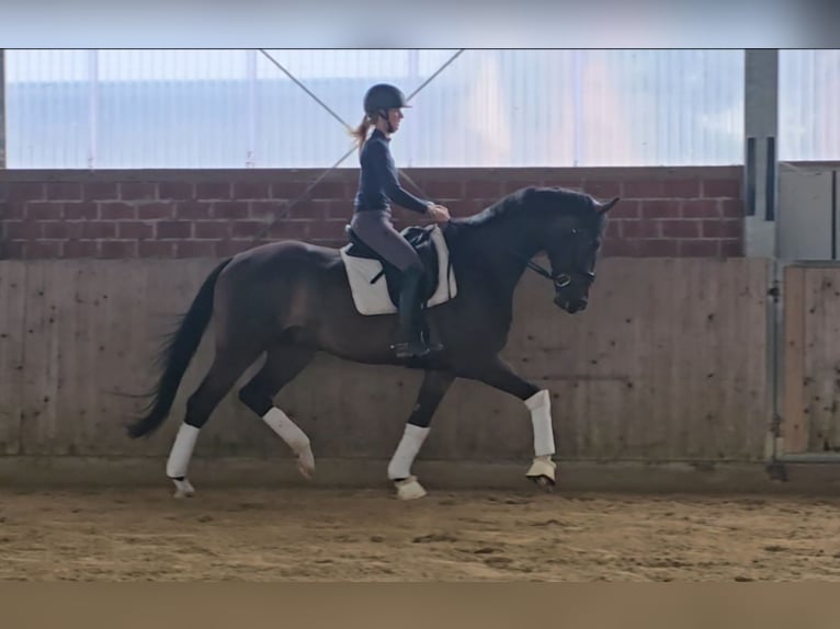 Westphalian Gelding 4 years 16.2 hh Brown in Warendorf