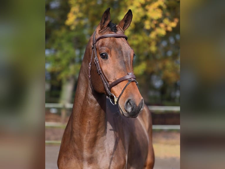 Westphalian Gelding 4 years 16,2 hh Brown in Diepholz