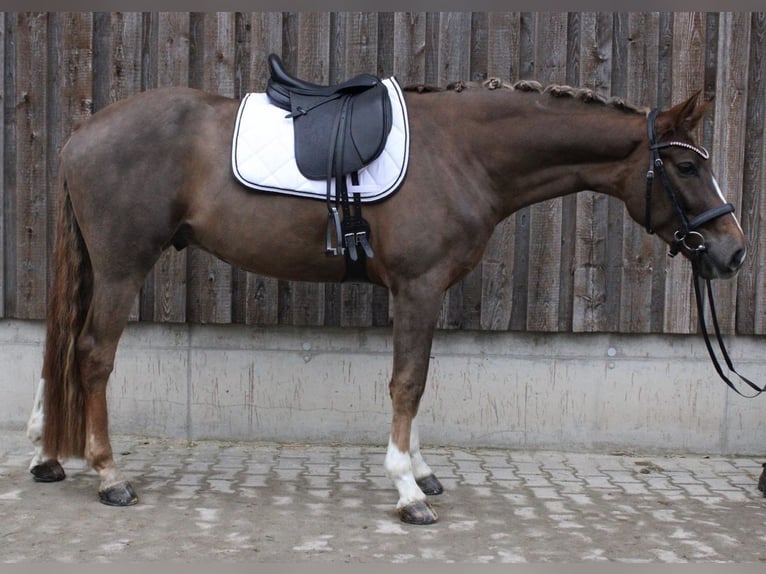 Westphalian Gelding 4 years 16.2 hh Chestnut in Hockenheim
