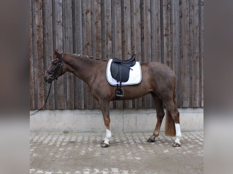 Westphalian Gelding 4 years 16.2 hh Chestnut in Hockenheim