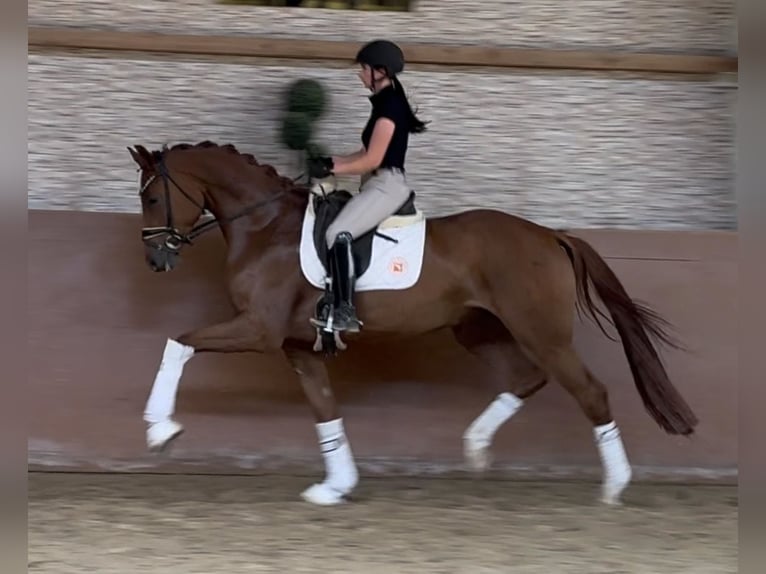 Westphalian Gelding 4 years 16.2 hh Chestnut in Wehringen