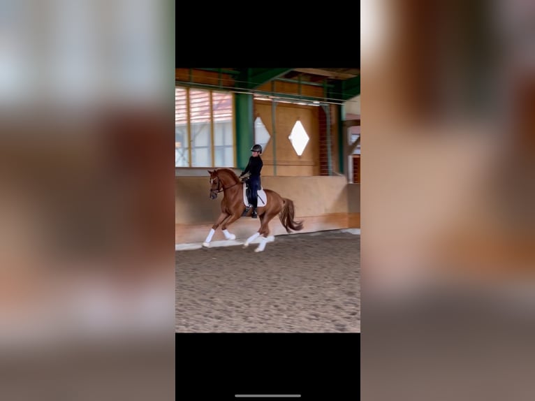 Westphalian Gelding 4 years 16,2 hh Chestnut-Red in Ibbenbüren