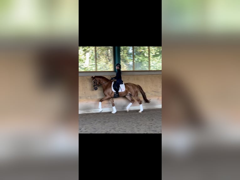 Westphalian Gelding 4 years 16,2 hh Chestnut-Red in Ibbenbüren