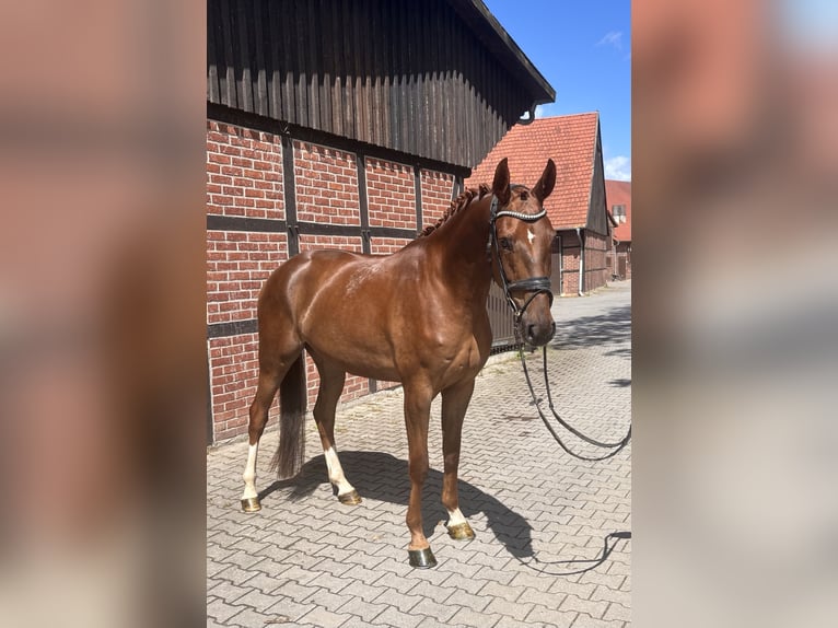 Westphalian Gelding 4 years 16.2 hh Chestnut-Red in Telgte