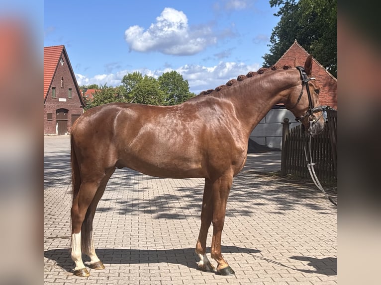 Westphalian Gelding 4 years 16.2 hh Chestnut-Red in Telgte