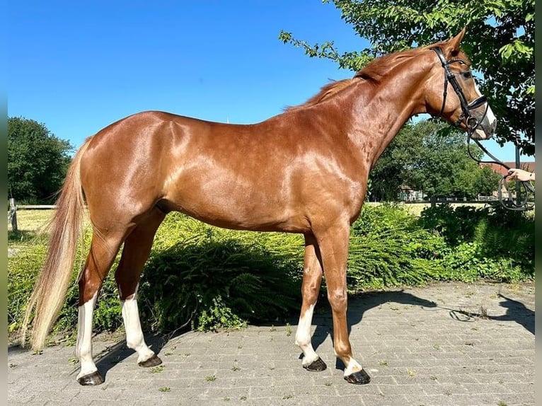 Westphalian Gelding 4 years 16,2 hh Chestnut-Red in Münster