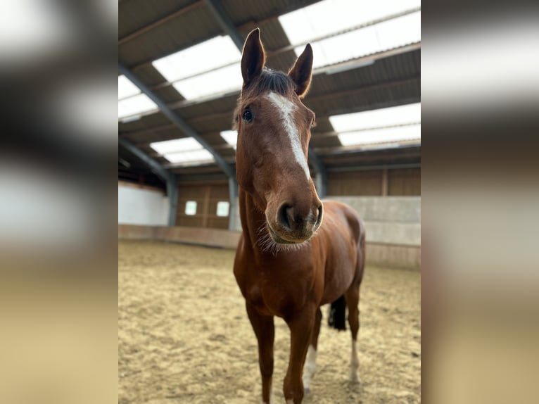 Westphalian Gelding 4 years 16,2 hh Chestnut-Red in Lage